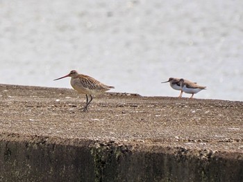 Terek Sandpiper Sambanze Tideland Sun, 9/24/2023