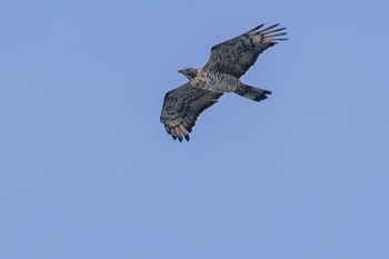 Crested Honey Buzzard Unknown Spots Wed, 9/27/2023