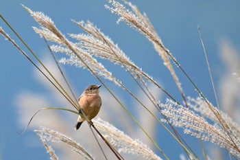 Amur Stonechat JGSDF Kita-Fuji Exercise Area Sun, 9/24/2023