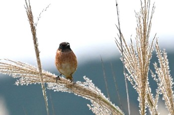 Amur Stonechat JGSDF Kita-Fuji Exercise Area Sun, 9/24/2023