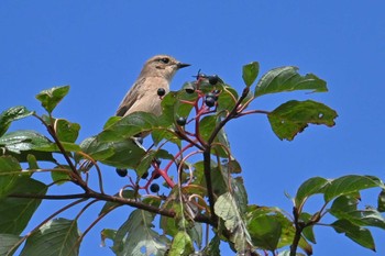 Amur Stonechat JGSDF Kita-Fuji Exercise Area Sun, 9/24/2023