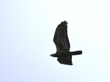 Crested Honey Buzzard 武山(神奈川県横須賀市) Sun, 9/24/2023