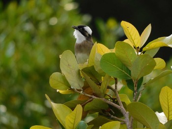 Light-vented Bulbul 台湾 Mon, 9/25/2023