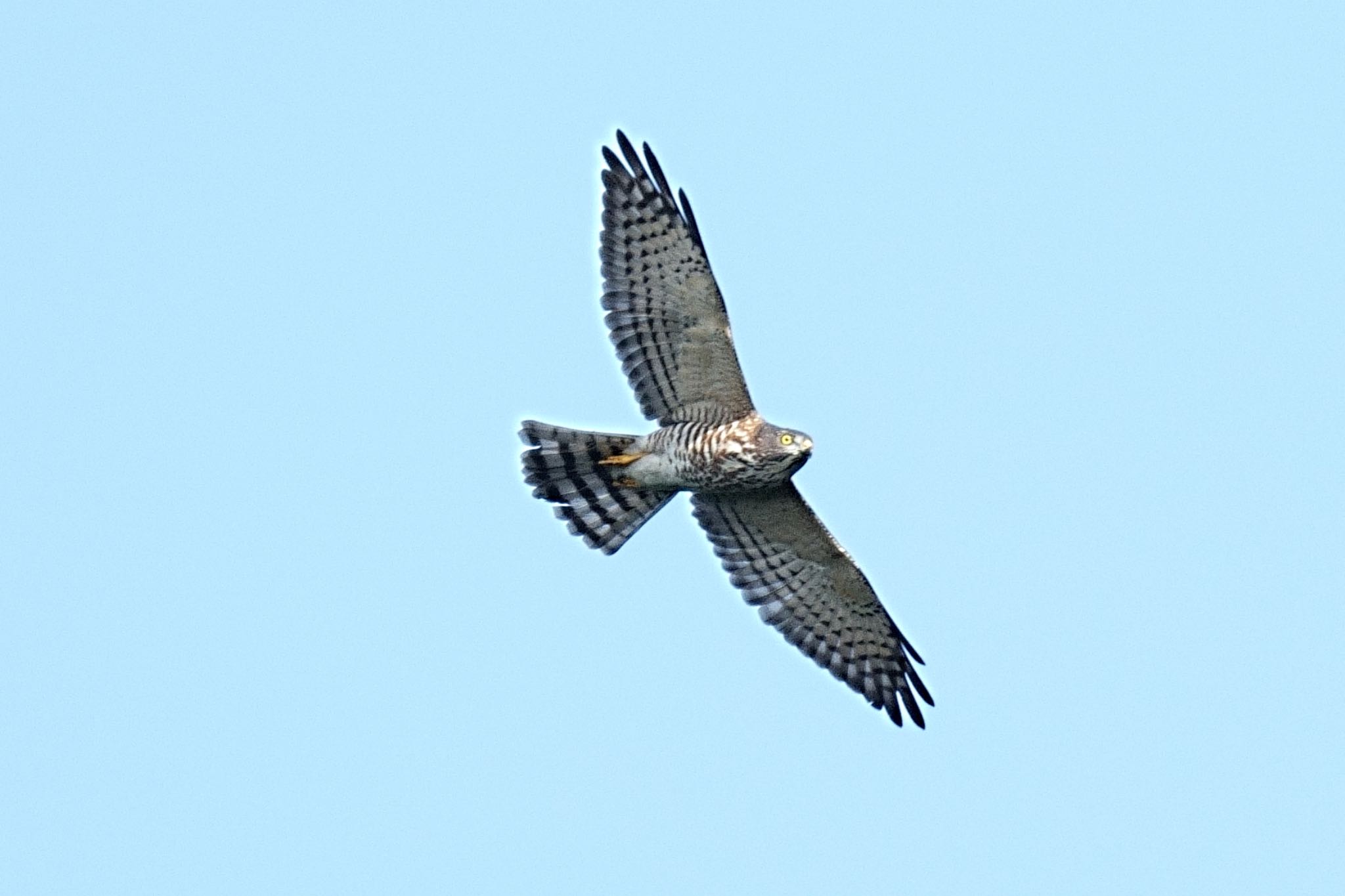 Photo of Chinese Sparrowhawk at 佐世保の若 by アカウント5227