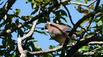 Eurasian Jay 六甲山 Sun, 9/24/2023