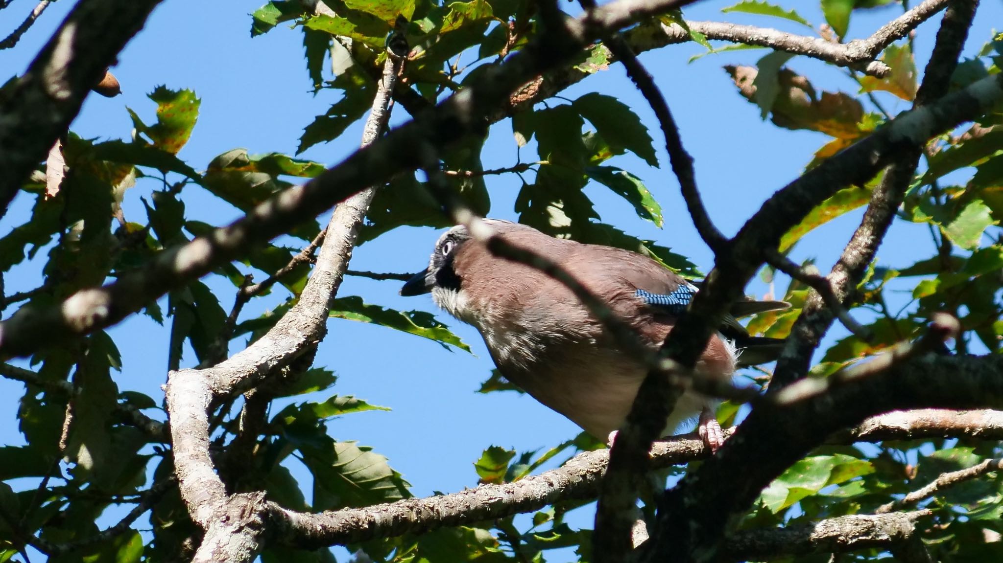 Eurasian Jay