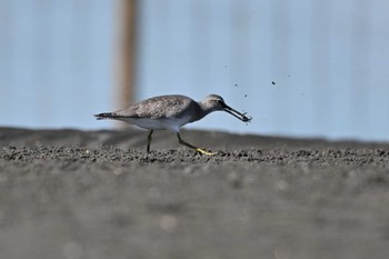 キアシシギ ふなばし三番瀬海浜公園 2023年9月13日(水)