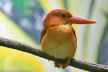 Ruddy Kingfisher 高知県 Thu, 9/28/2023