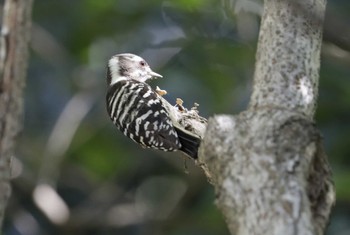 Japanese Pygmy Woodpecker 和歌山市 Mon, 9/25/2023