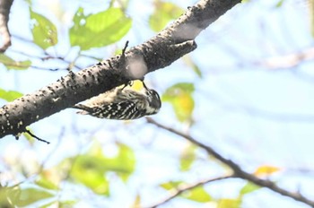 2023年9月25日(月) 山梨県森林公園金川の森(山梨県笛吹市)の野鳥観察記録