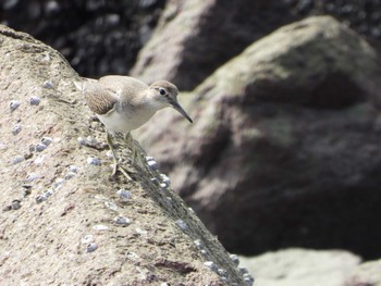 Mon, 9/25/2023 Birding report at 矢倉緑地公園(大阪市西淀川区西島)