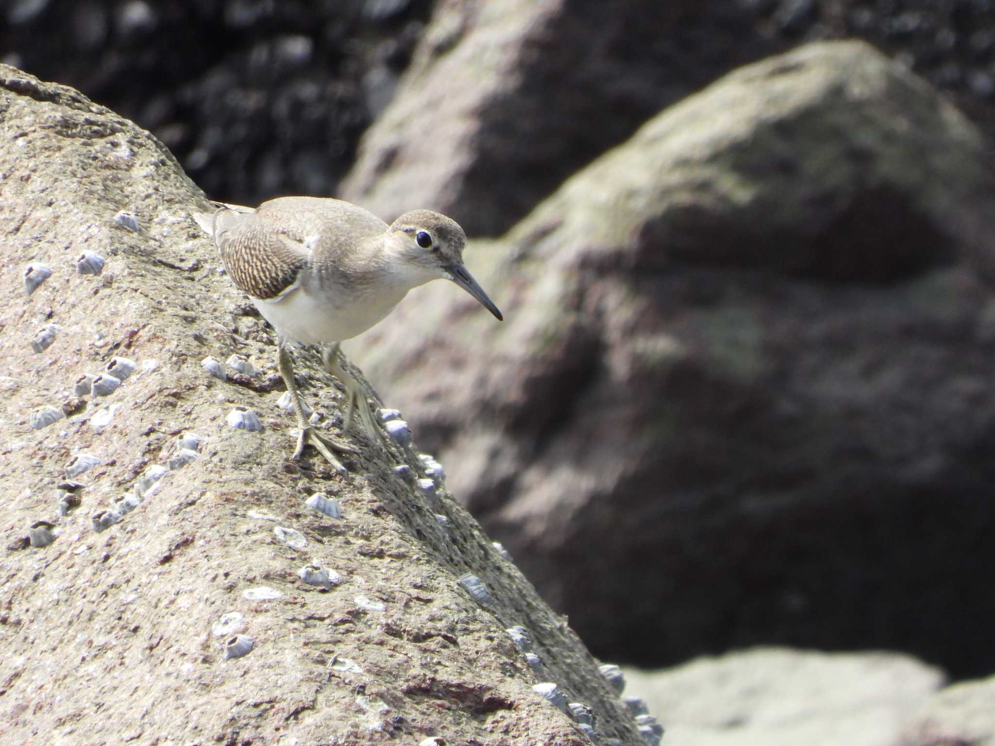 Common Sandpiper