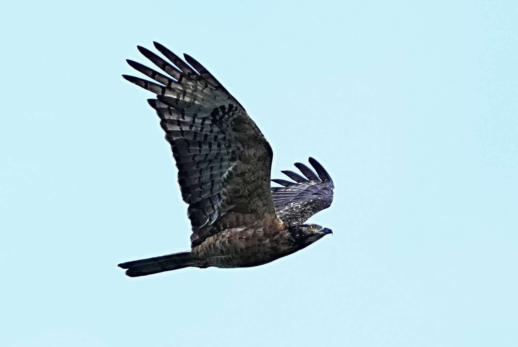 Photo of Crested Honey Buzzard at Shirakaba-touge by 川４