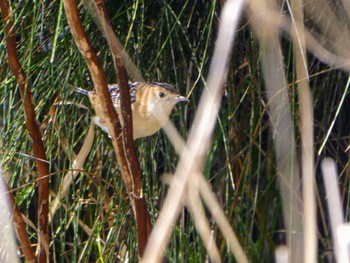 Golden-headed Cisticola Australian Botanic Garden(Mt Annan) Sun, 9/24/2023