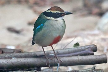 ヤイロチョウ 高知県 2023年9月28日(木)