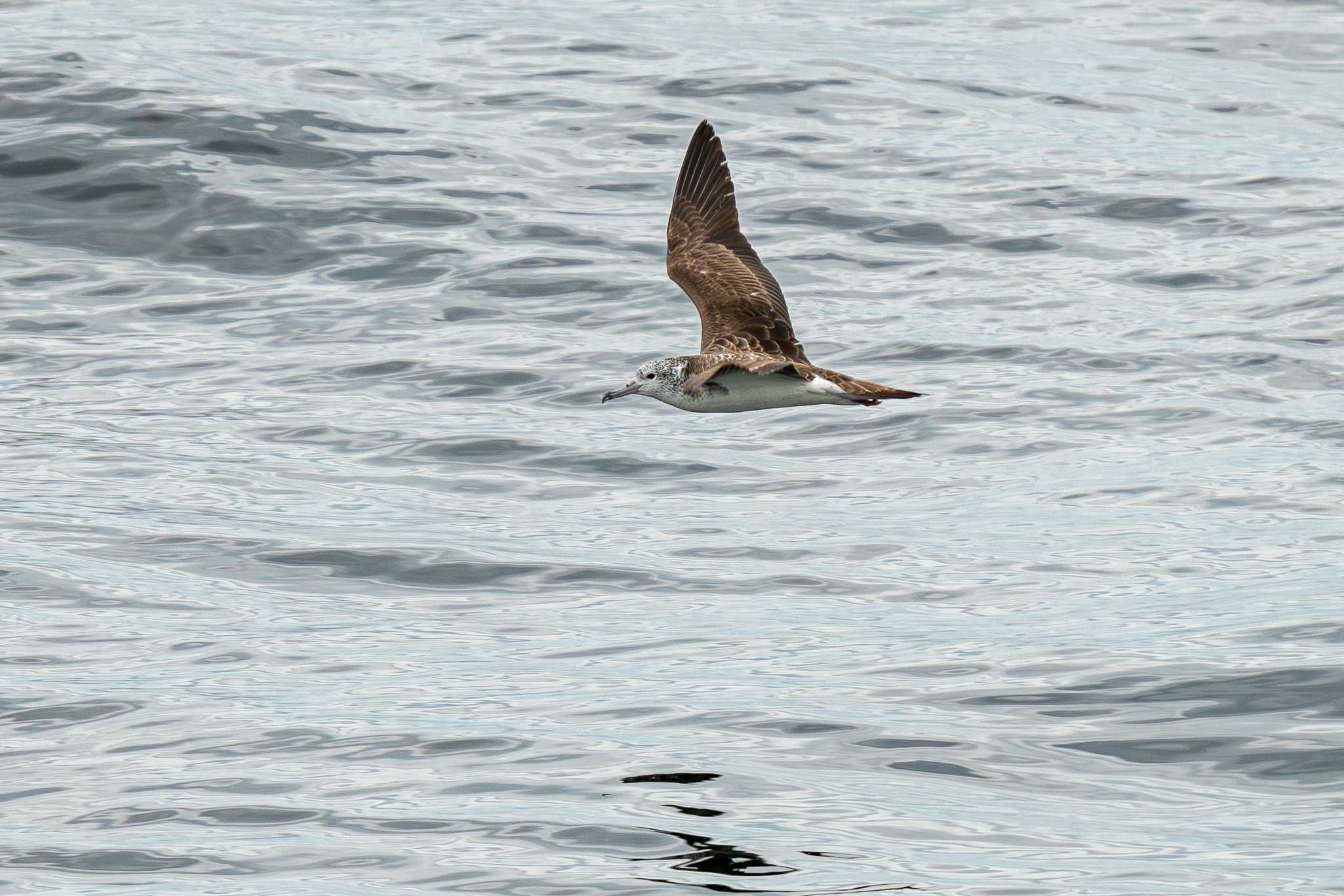 Photo of Streaked Shearwater at 浦賀水道 by Tosh@Bird
