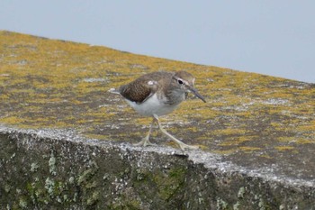 Common Sandpiper 多摩川二ヶ領宿河原堰 Sun, 9/16/2018