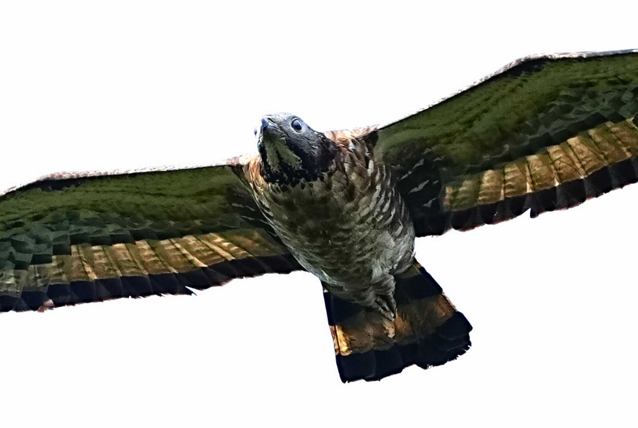 Photo of Crested Honey Buzzard at Shirakaba-touge by 川４