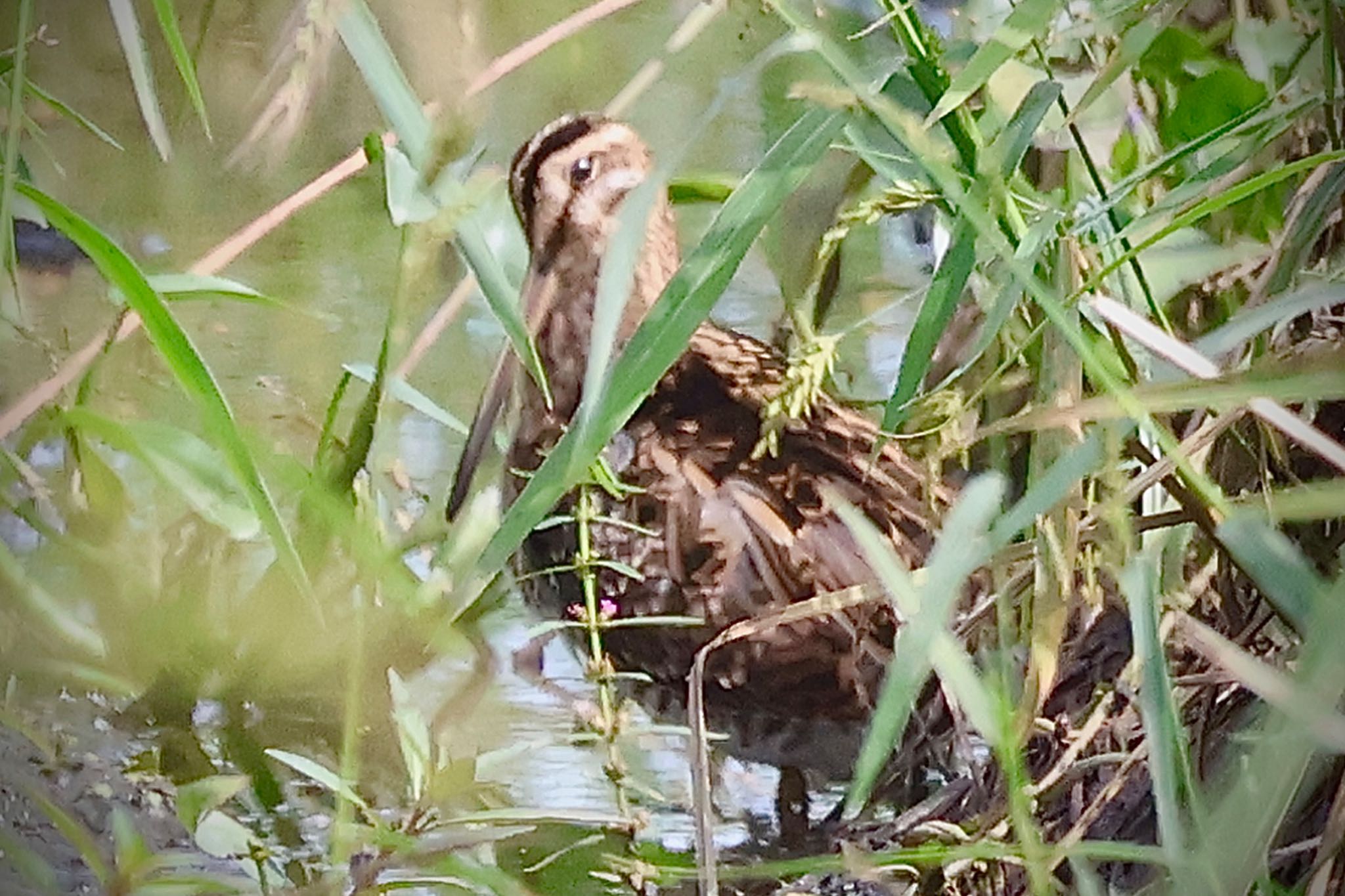 タシギ