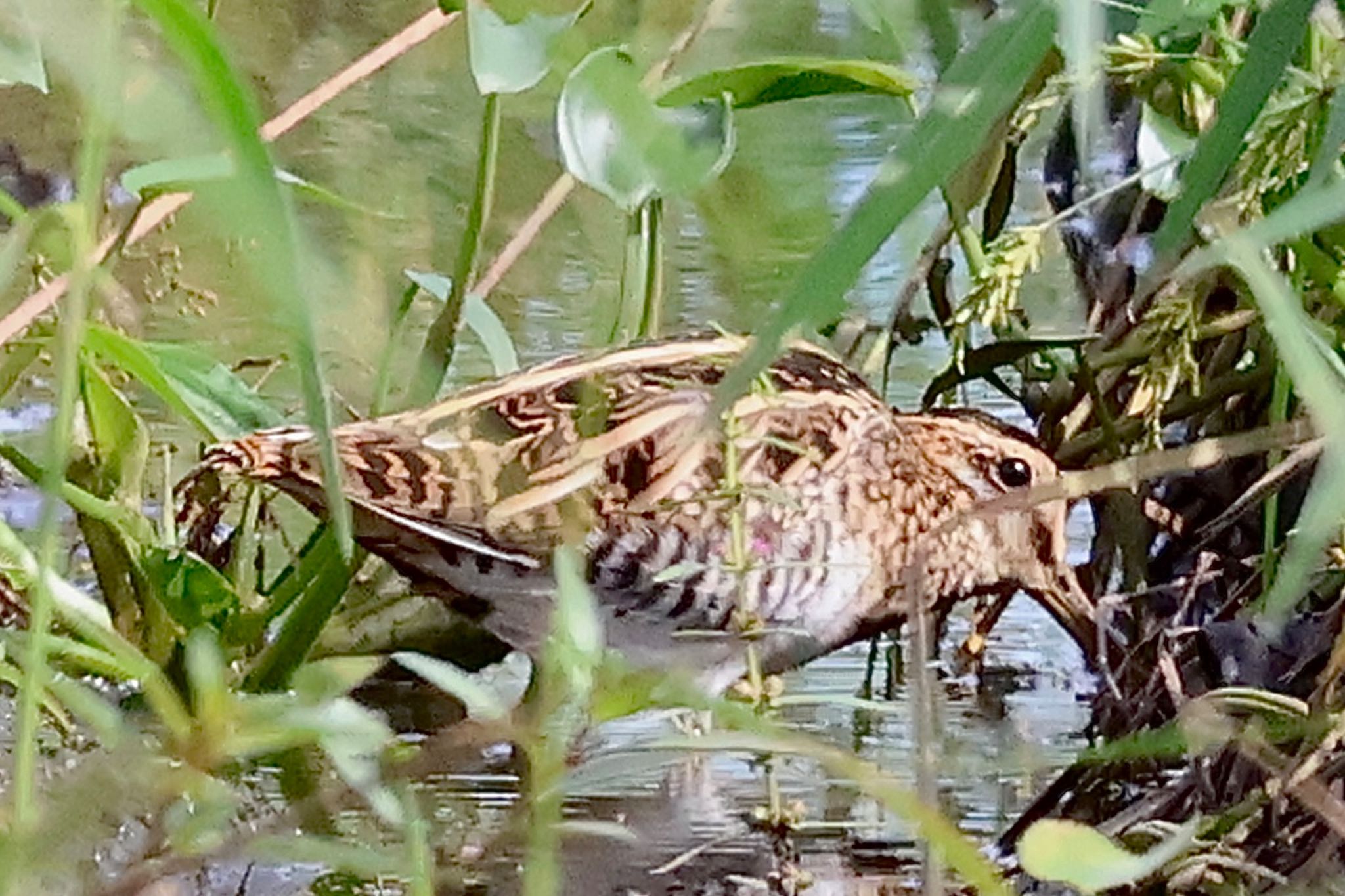 タシギ