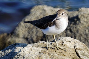 クサシギ 東京港野鳥公園 2023年9月28日(木)