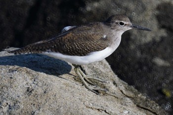 クサシギ 東京港野鳥公園 2023年9月28日(木)