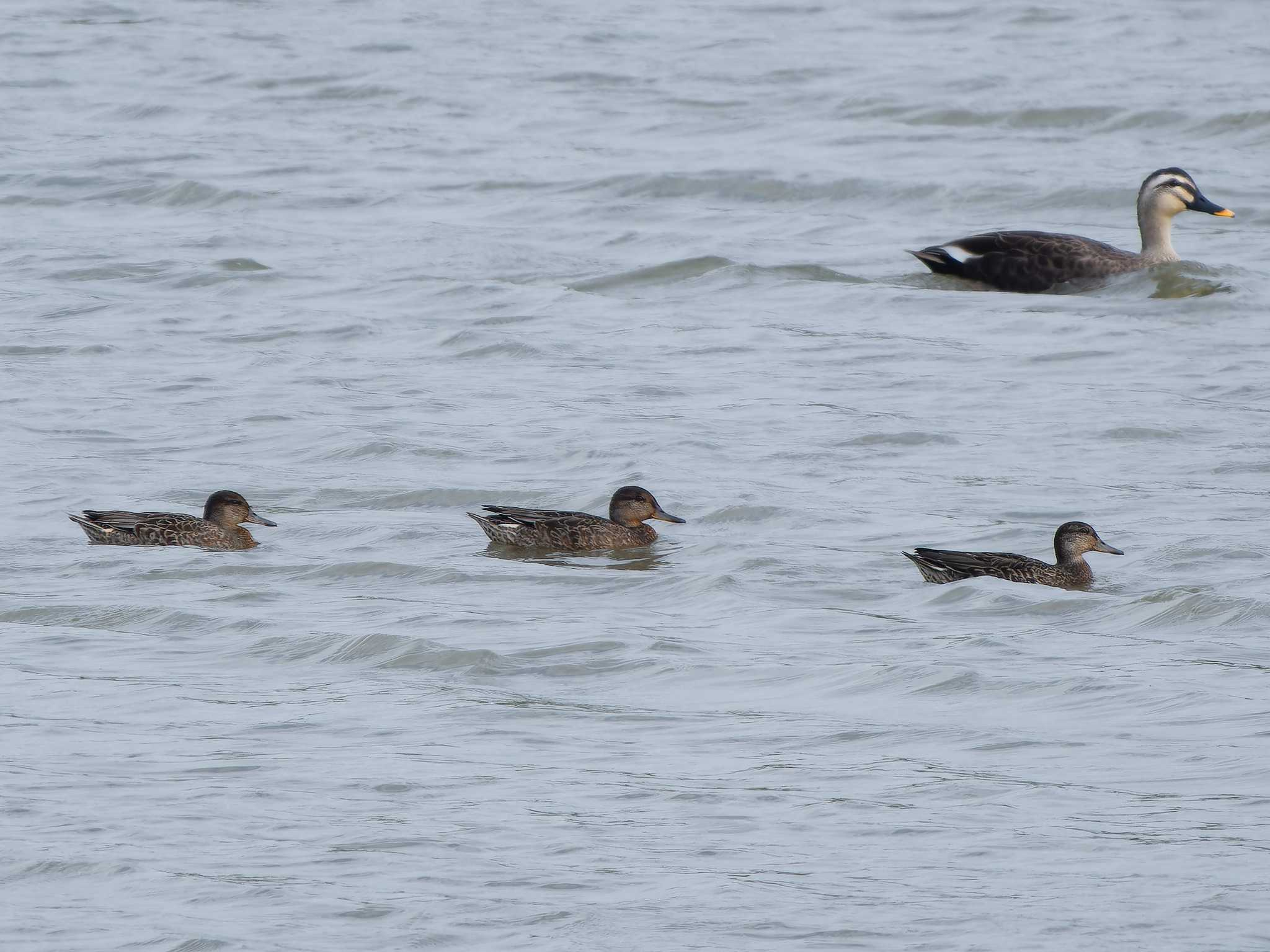 Eurasian Teal