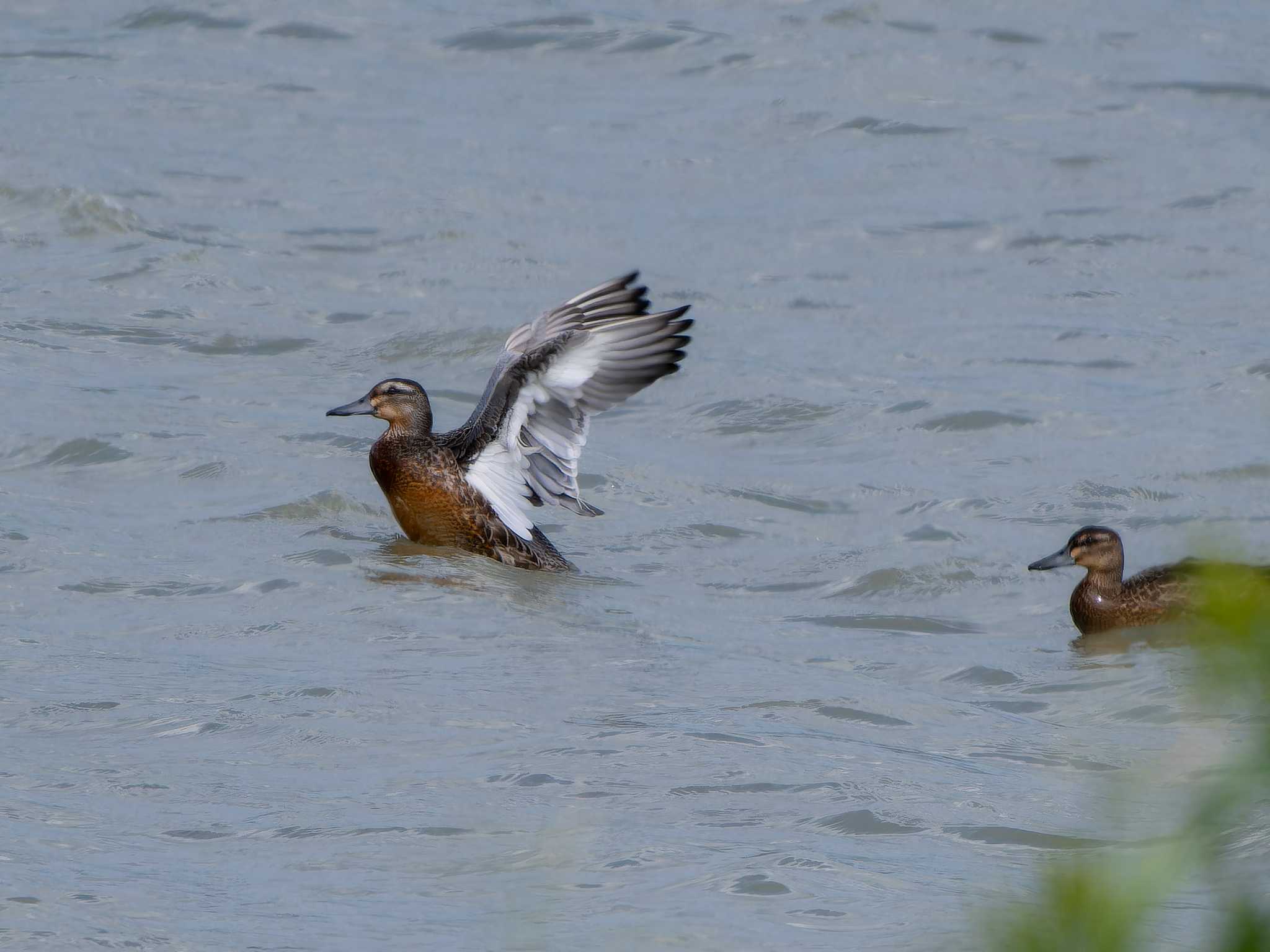 Garganey