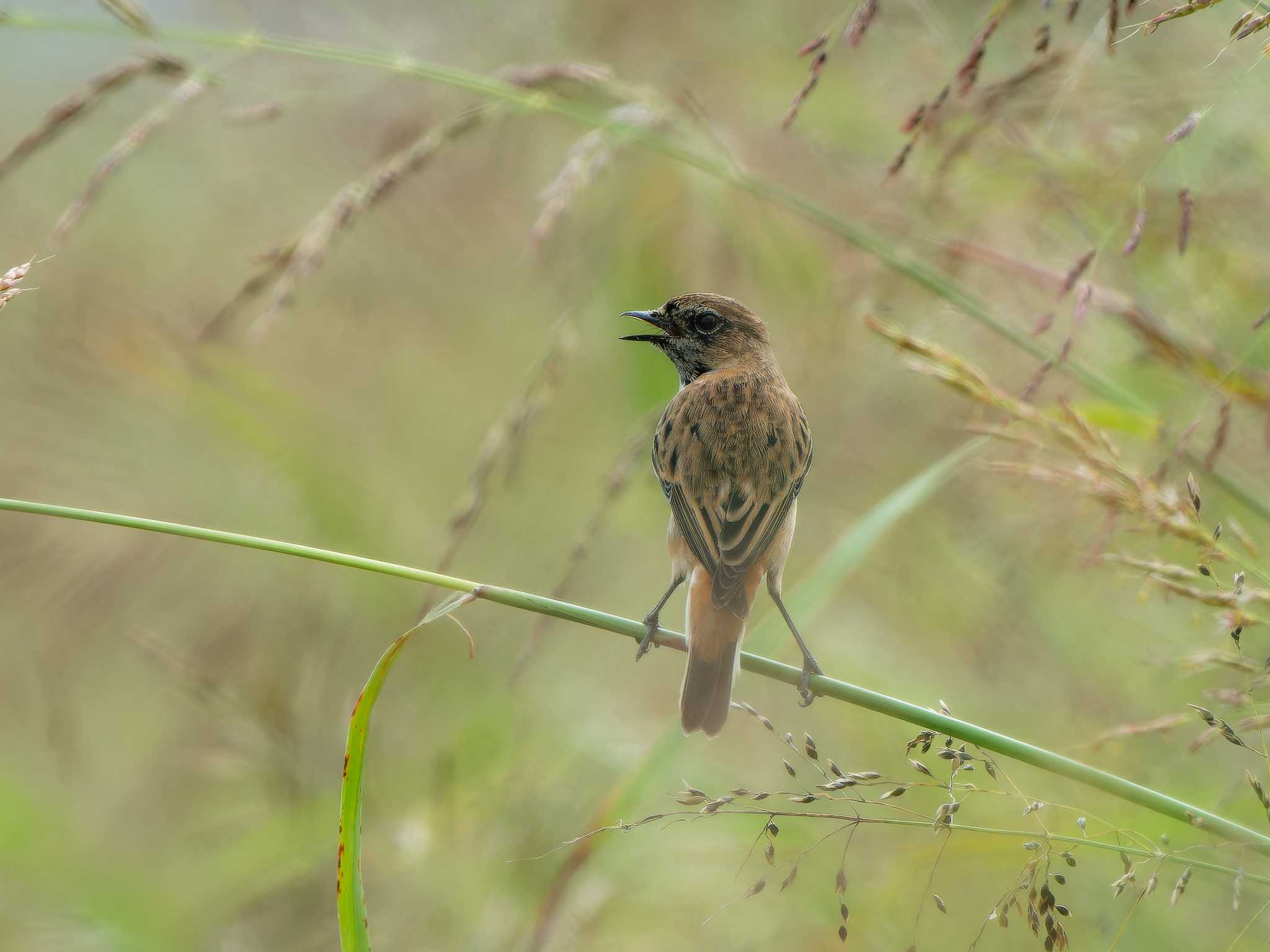 Amur Stonechat