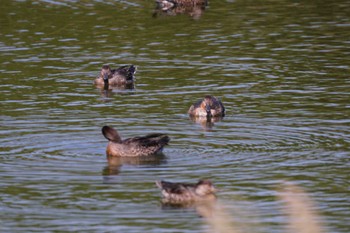 シマアジ 東京港野鳥公園 2023年9月28日(木)