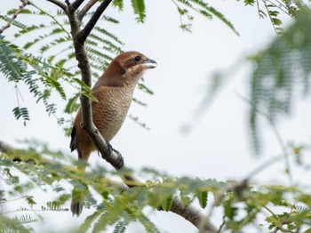 2023年9月28日(木) 長崎県の野鳥観察記録