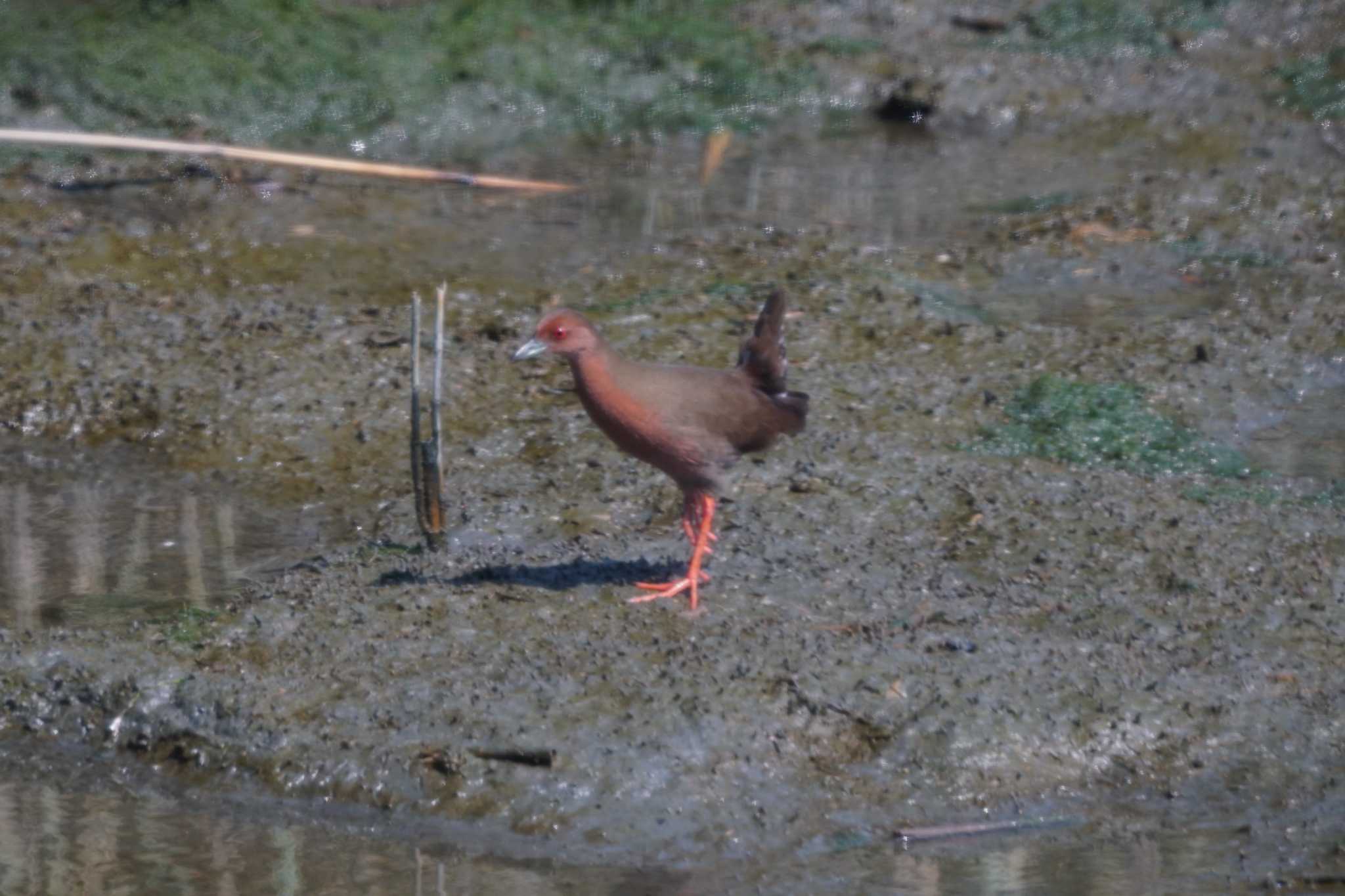 東京港野鳥公園 ヒクイナの写真 by sinbesax