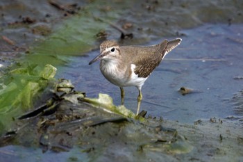 イソシギ 東京港野鳥公園 2023年9月28日(木)