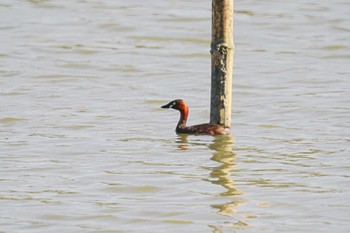 カイツブリ 東京港野鳥公園 2023年9月28日(木)