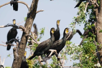 カワウ 東京港野鳥公園 2023年9月28日(木)