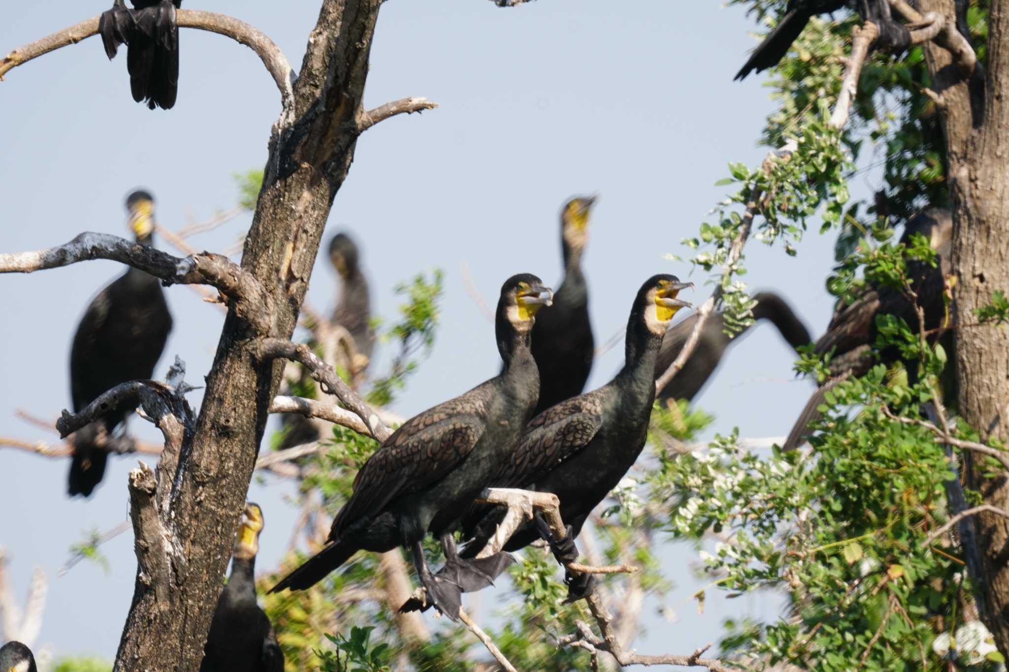 東京港野鳥公園 カワウの写真 by sinbesax