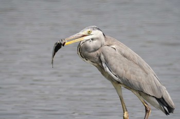 アオサギ 東京港野鳥公園 2023年9月28日(木)