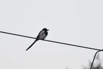 Eurasian Magpie Mongolica Hotel & Resort Tue, 8/22/2023