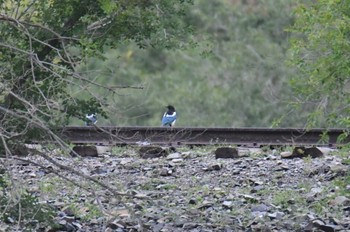 Eurasian Magpie Mongolica Hotel & Resort Tue, 8/22/2023