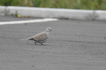 Eurasian Collared Dove Mongolica Hotel & Resort Tue, 8/22/2023