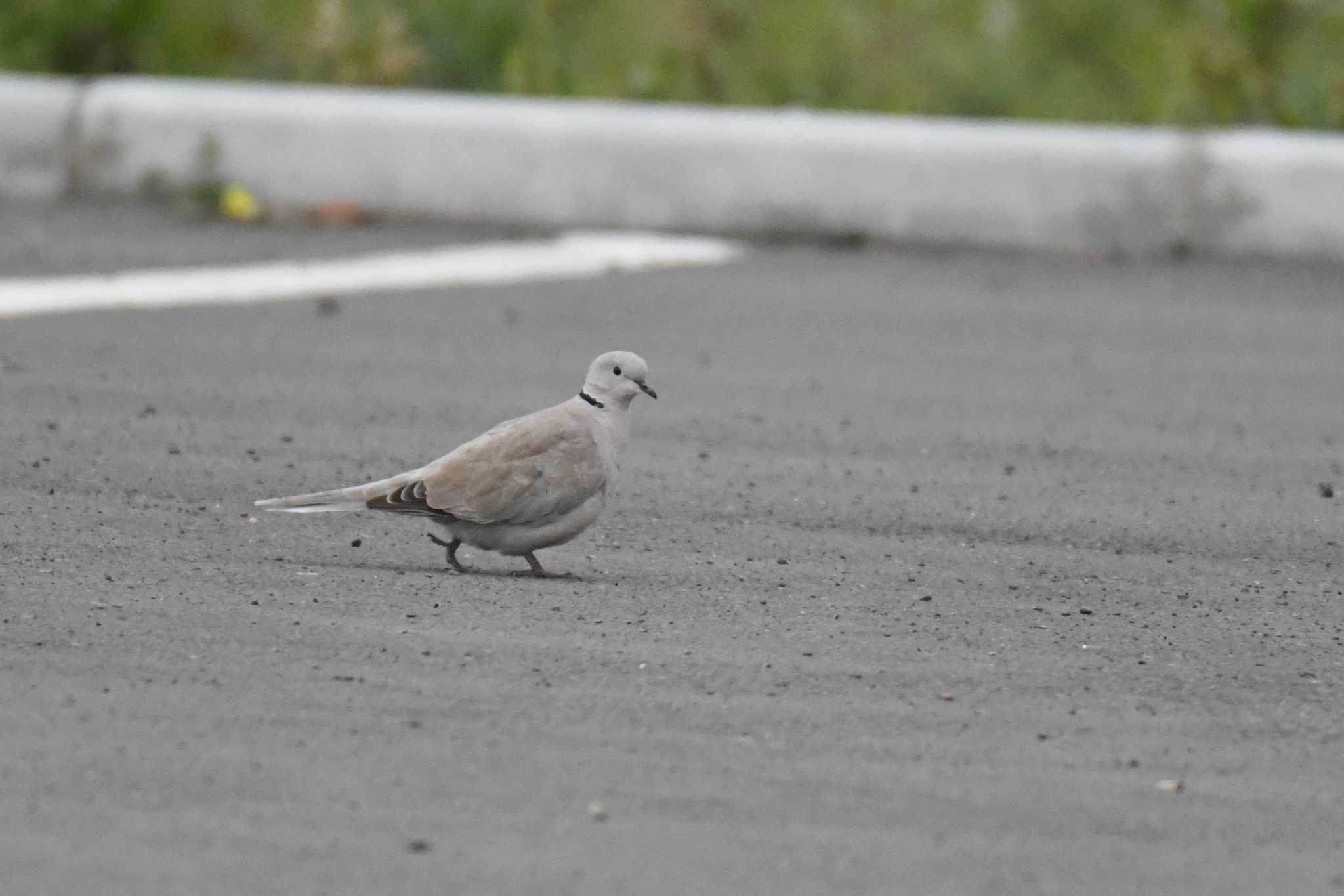 Photo of Eurasian Collared Dove at Mongolica Hotel & Resort by あひる