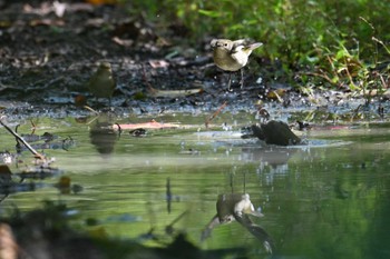 Narcissus Flycatcher JGSDF Kita-Fuji Exercise Area Sun, 9/24/2023