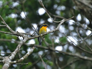 Narcissus Flycatcher 西臼塚 Mon, 9/18/2023