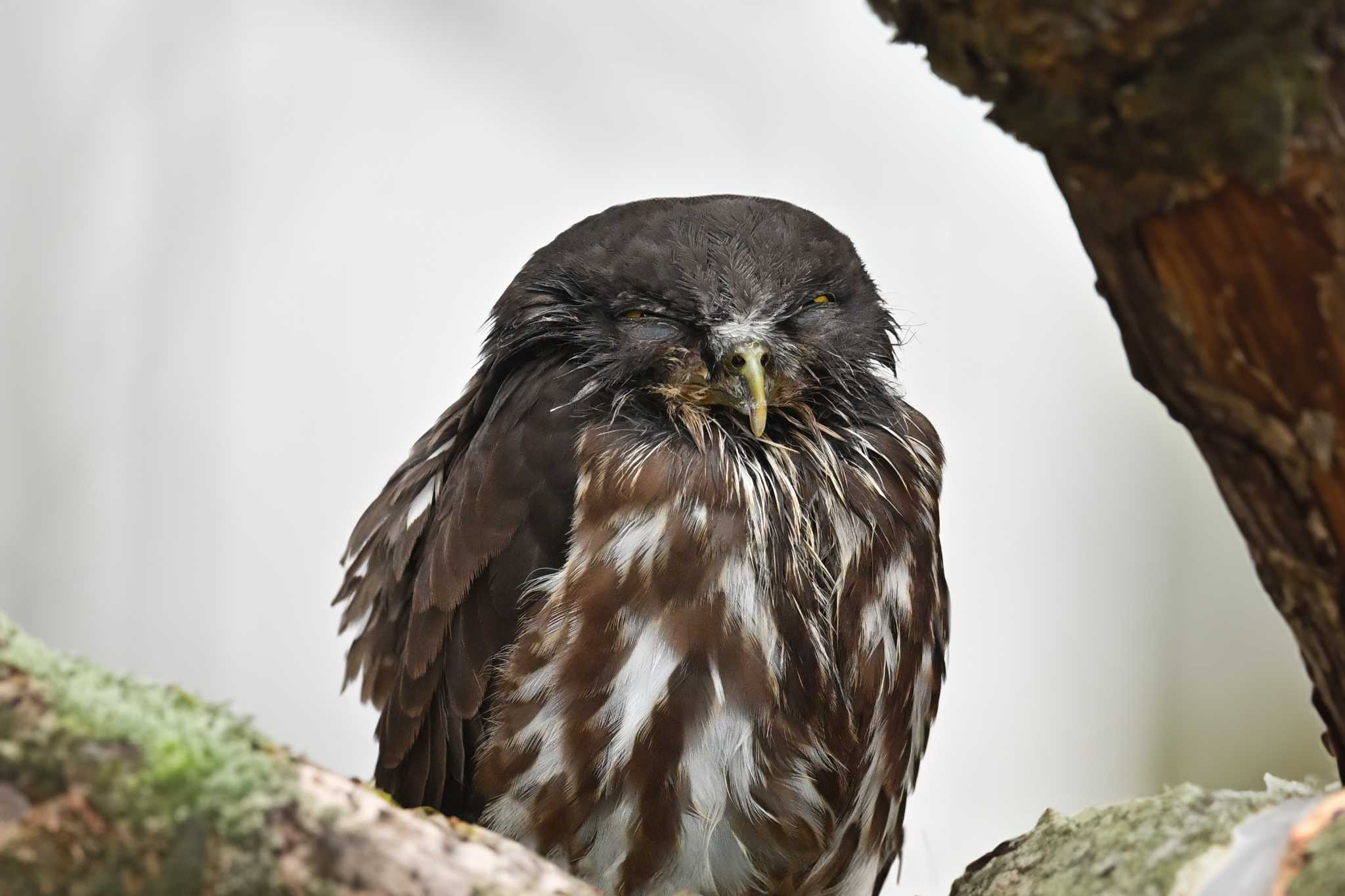  アオバズクの写真 by Yokai