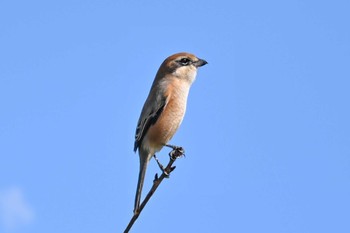 Bull-headed Shrike 城沼 Fri, 9/29/2023