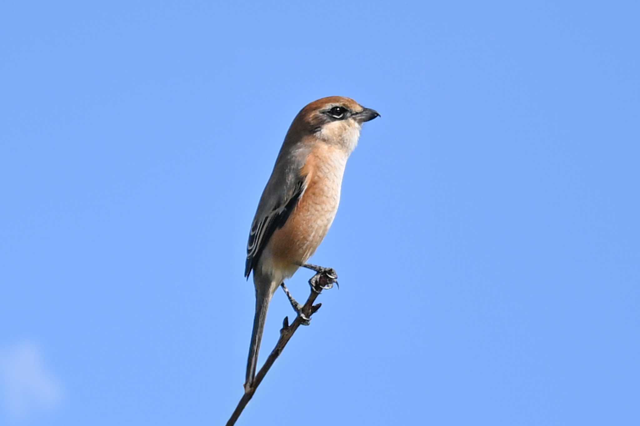 Photo of Bull-headed Shrike at 城沼 by Yokai