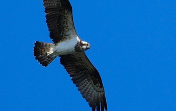 2023年9月29日(金) 大和川河口の野鳥観察記録