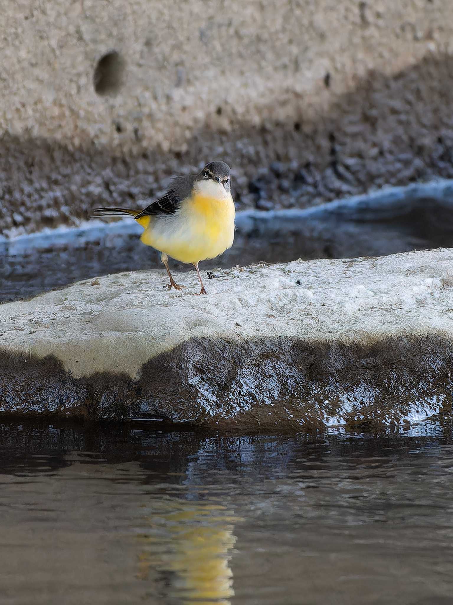 Grey Wagtail