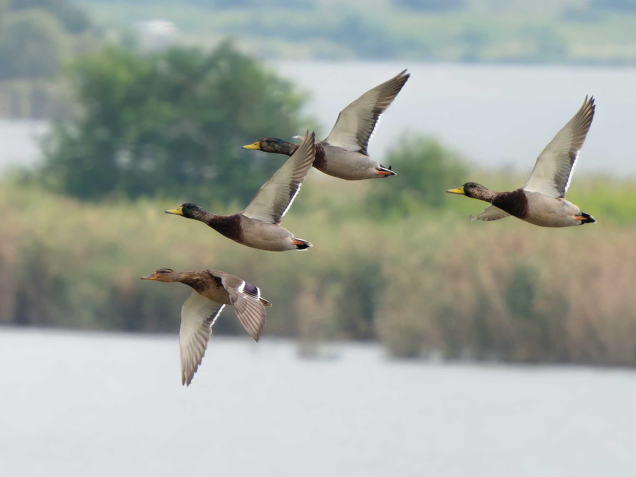 Mallard