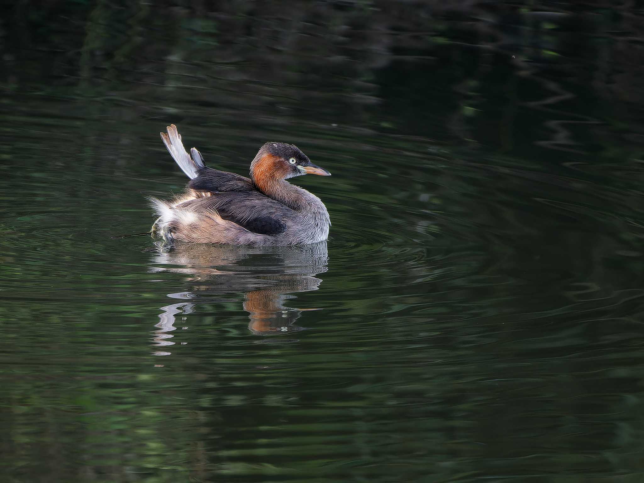 Little Grebe